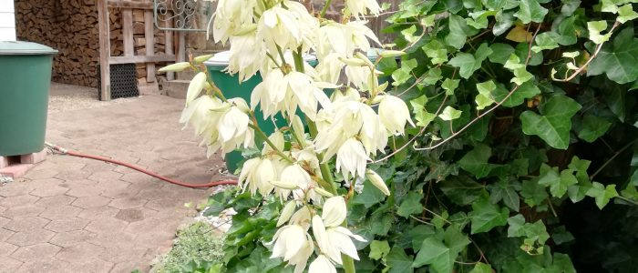 zu Garten hinzufügen